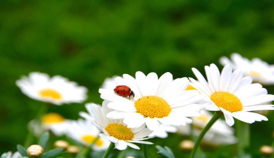 Sommer-Ferien_Arrangement_Hotel_Heimathenhof
