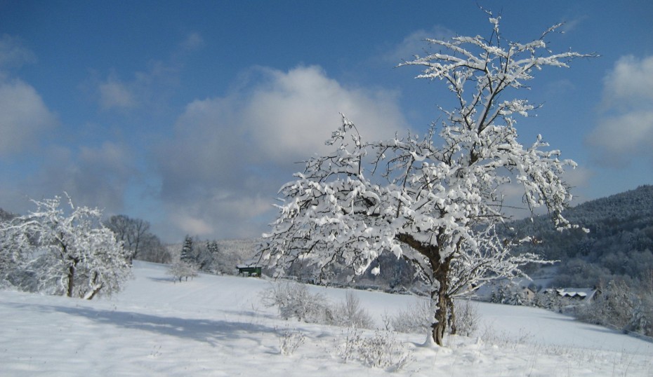 WinterIMG_9635