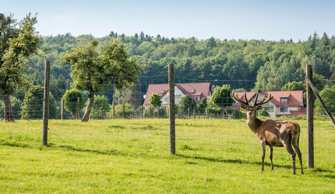 Wild Wildgehege Heimathenhof